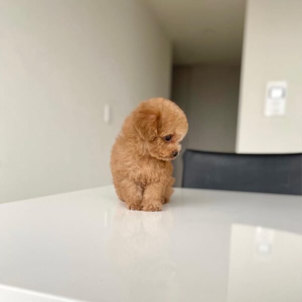 Teacup Poodle teacup-poodle