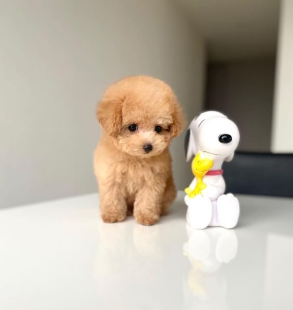 Teacup Poodle teacup-poodle