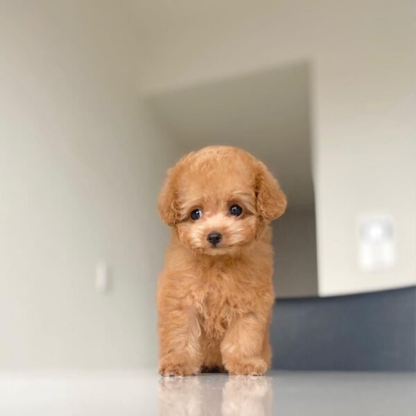 Teacup Poodle teacup-poodle