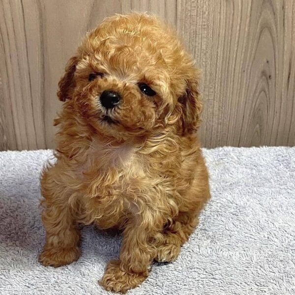 Teacup Poodle teacup-poodle