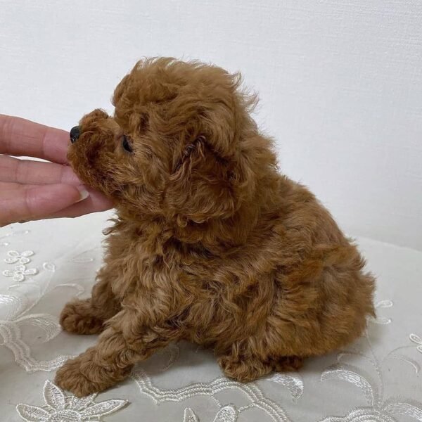Teacup Poodle teacup-poodle