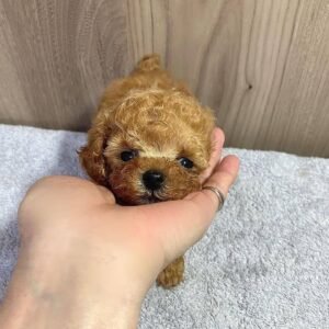 Toy Poodle - Female | Hypoallergenic & Non-shedding