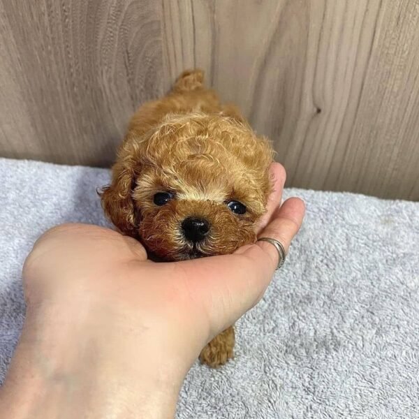 Teacup Poodle teacup-poodle