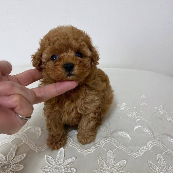Teacup Poodle teacup-poodle