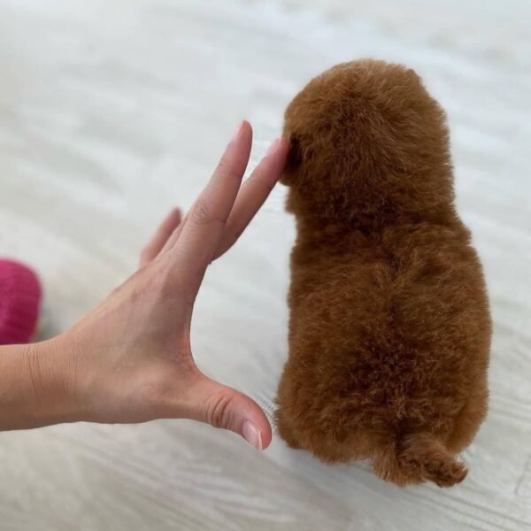 Teacup Poodle teacup-poodle
