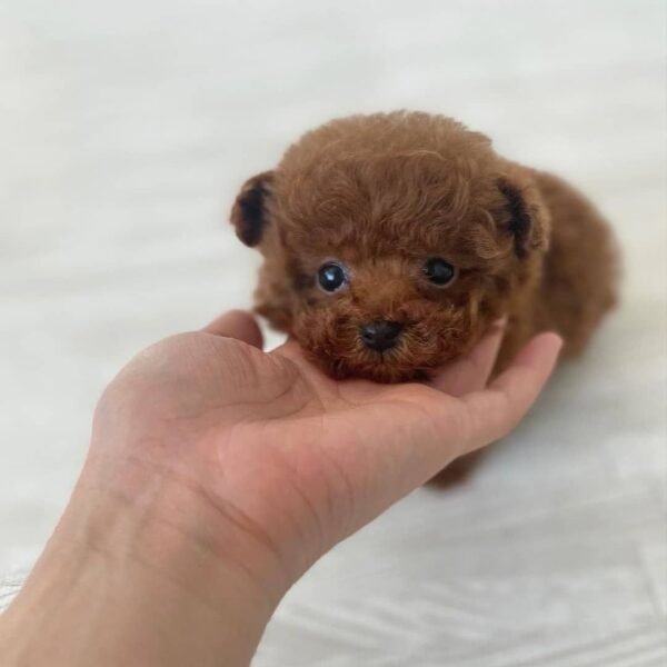 Teacup Poodle teacup-poodle