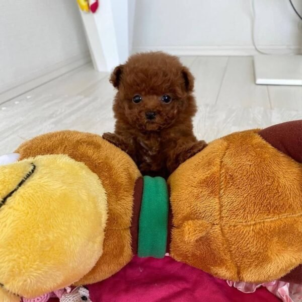 Teacup Poodle teacup-poodle