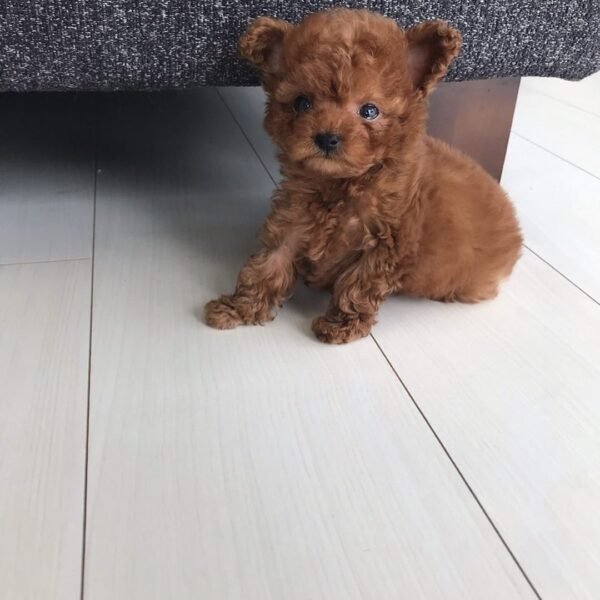 Teacup Poodle teacup-poodle