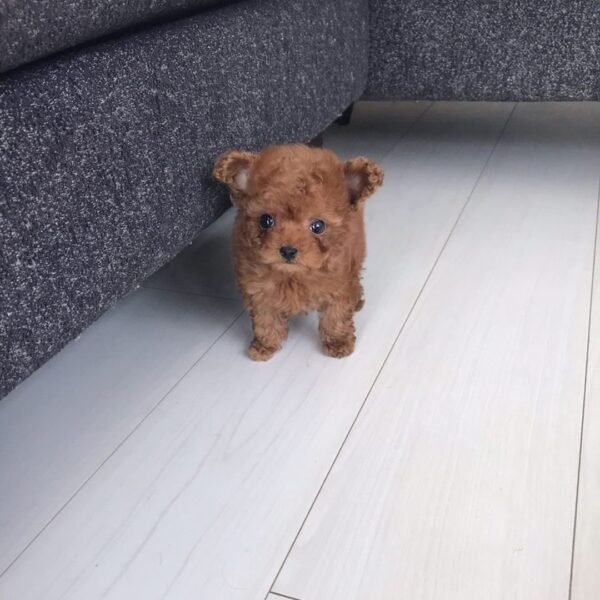 Teacup Poodle teacup-poodle
