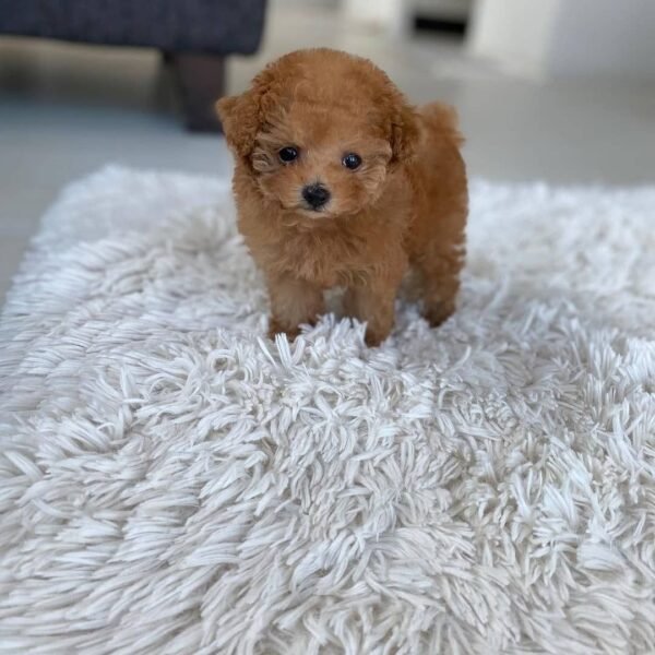 Teacup Poodle teacup-poodle