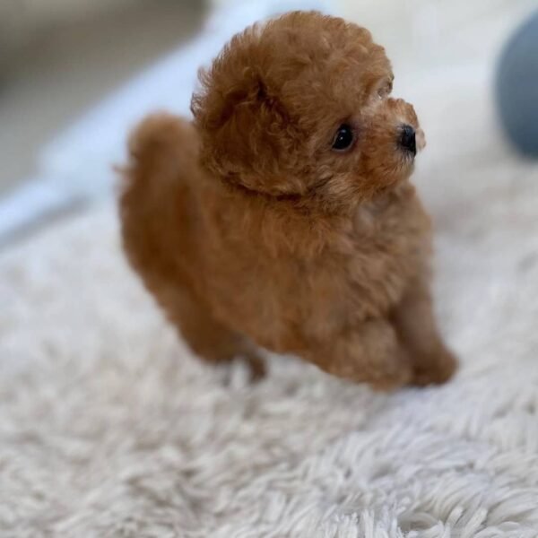 Teacup Poodle teacup-poodle