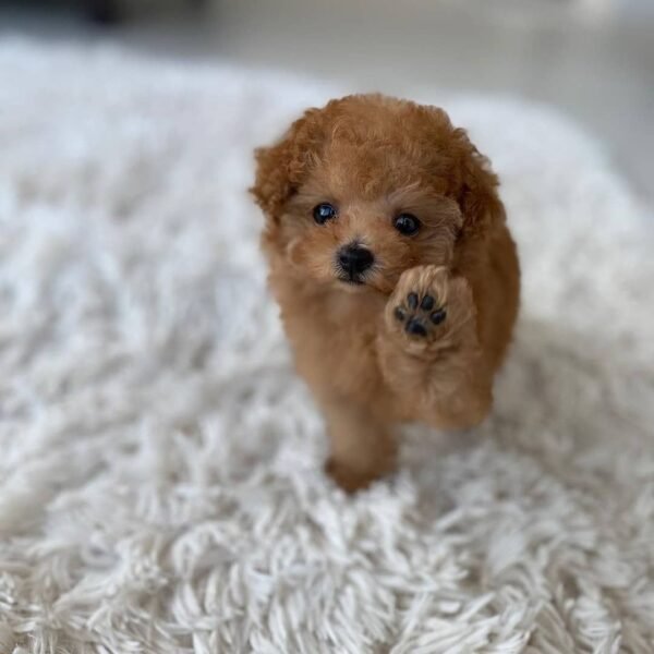 Teacup Poodle teacup-poodle
