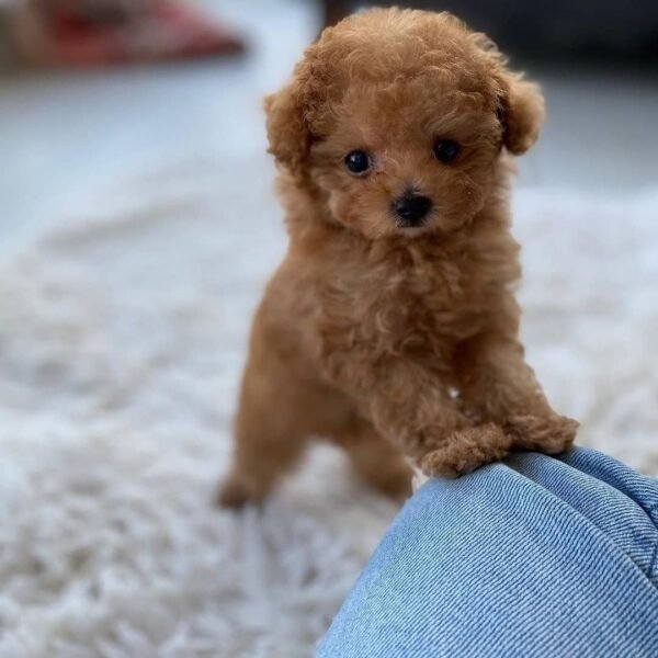 Teacup Poodle teacup-poodle