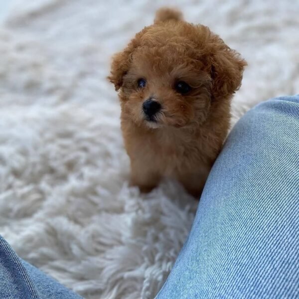 Teacup Poodle teacup-poodle
