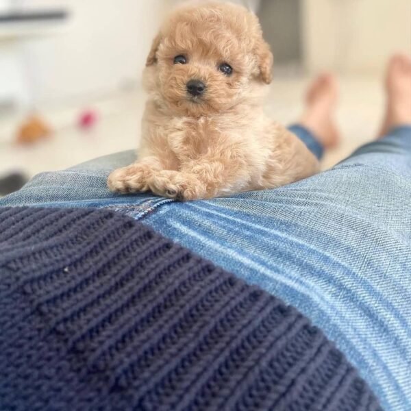 Teacup Poodle teacup-poodle