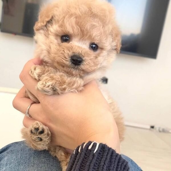 Teacup Poodle teacup-poodle
