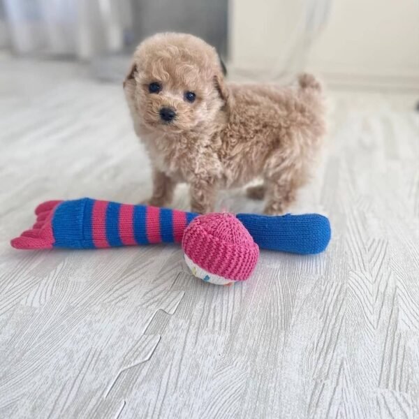 Teacup Poodle teacup-poodle