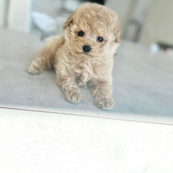 Teacup Poodle teacup-poodle