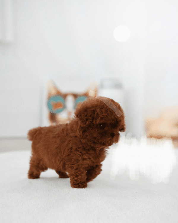 Teacup Poodle teacup-poodle
