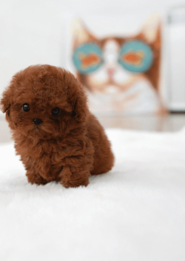 Teacup Poodle teacup-poodle