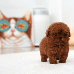 Bobby [TEACUP POODLE]