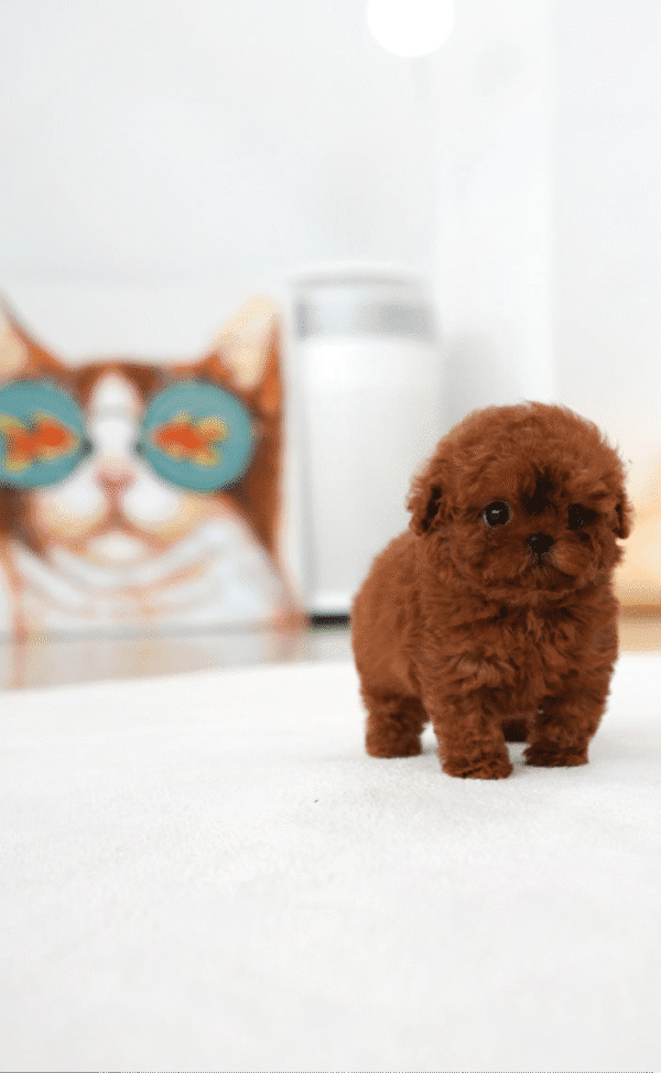 Teacup Poodle teacup-poodle
