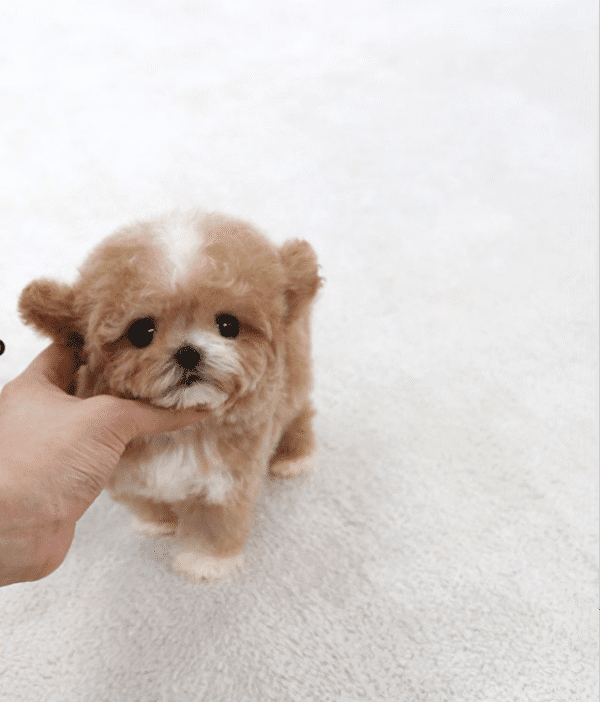 Teacup Poodle teacup-poodle