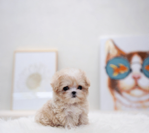Teacup Poodle teacup-poodle