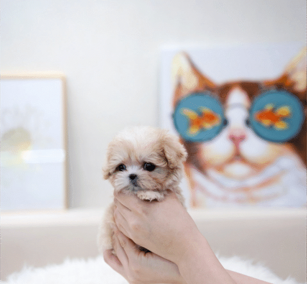 Teacup Poodle teacup-poodle