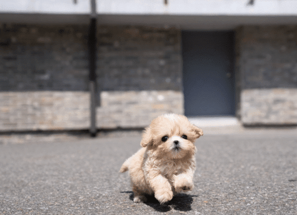 Teacup Poodle teacup-poodle