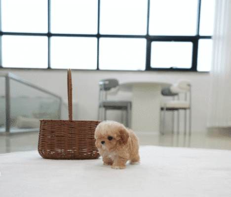Teacup Poodle teacup-poodle