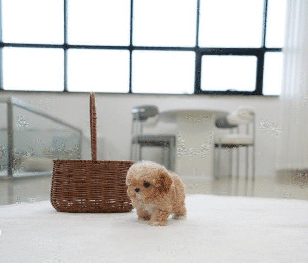 Teacup Poodle teacup-poodle