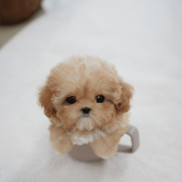 Teacup Poodle teacup-poodle
