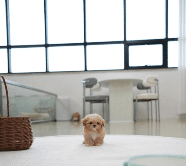Teacup Poodle teacup-poodle