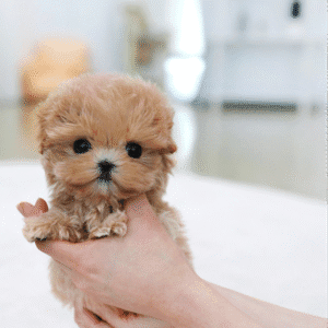 Orin [TEACUP MALTIPOO]