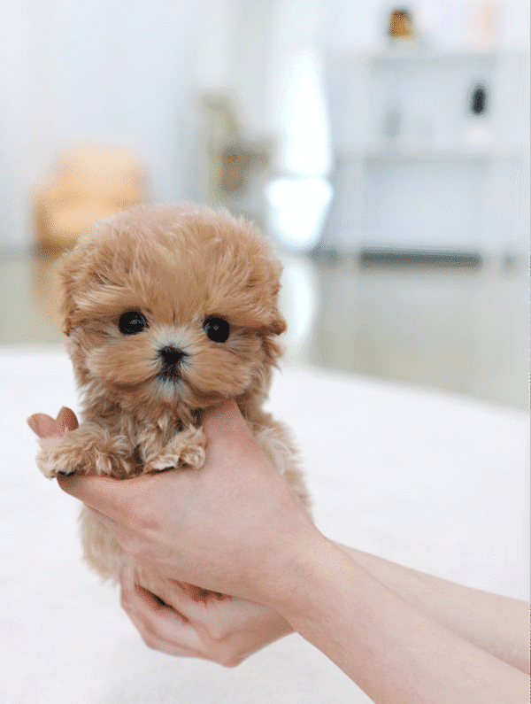 Teacup Poodle teacup-poodle