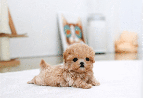 Teacup Poodle teacup-poodle