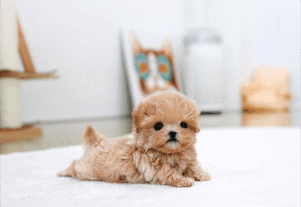 Teacup Poodle teacup-poodle