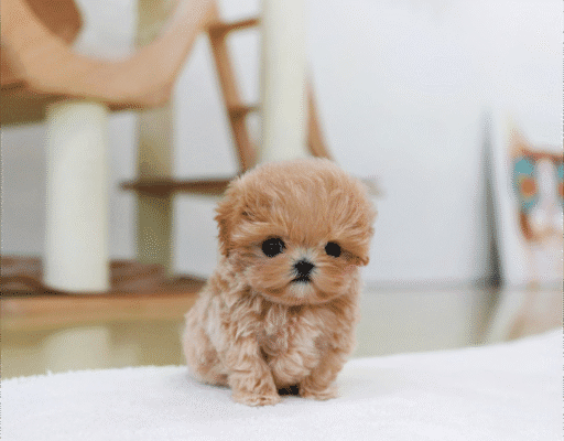 Teacup Poodle teacup-poodle