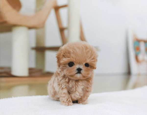 Teacup Poodle teacup-poodle