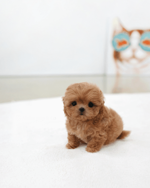 Teacup Poodle teacup-poodle