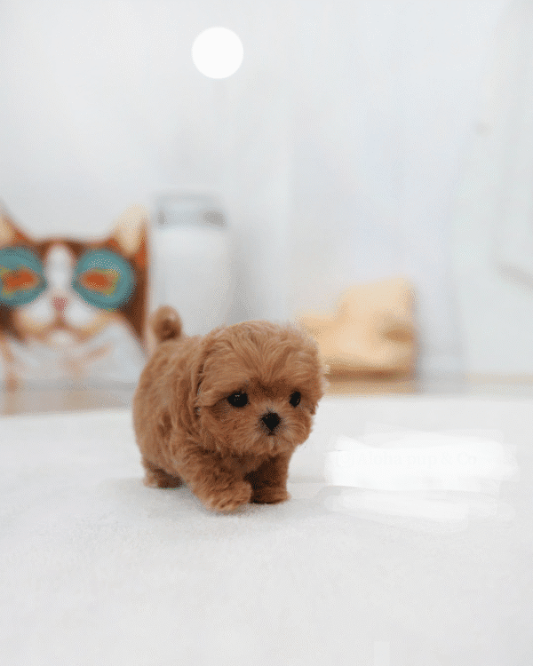 Teacup Poodle teacup-poodle