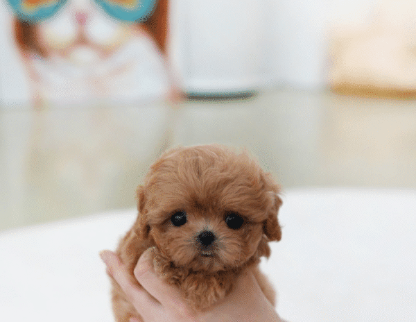 Teacup Poodle teacup-poodle