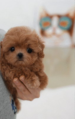 Teacup Poodle teacup-poodle