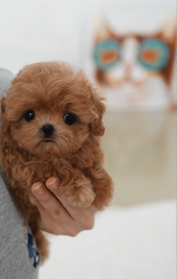 Teacup Poodle teacup-poodle