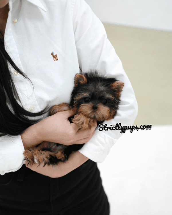 Teacup Poodle teacup-poodle