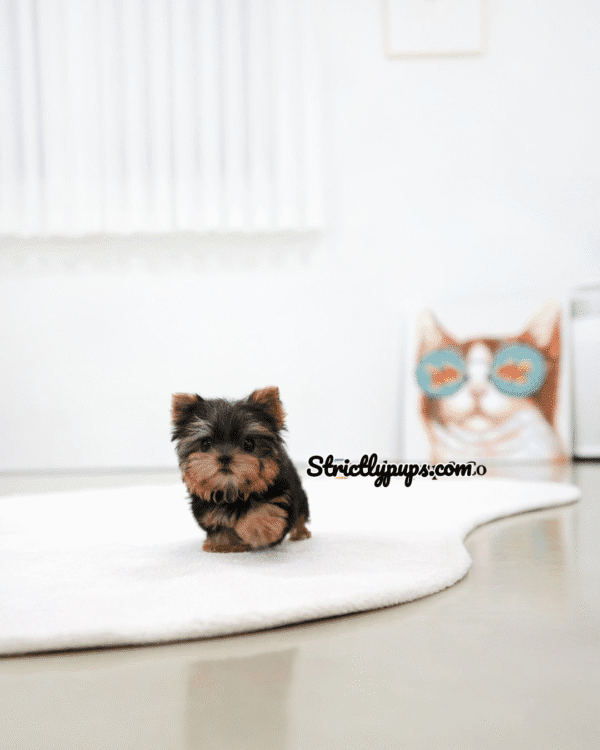 Teacup Poodle teacup-poodle