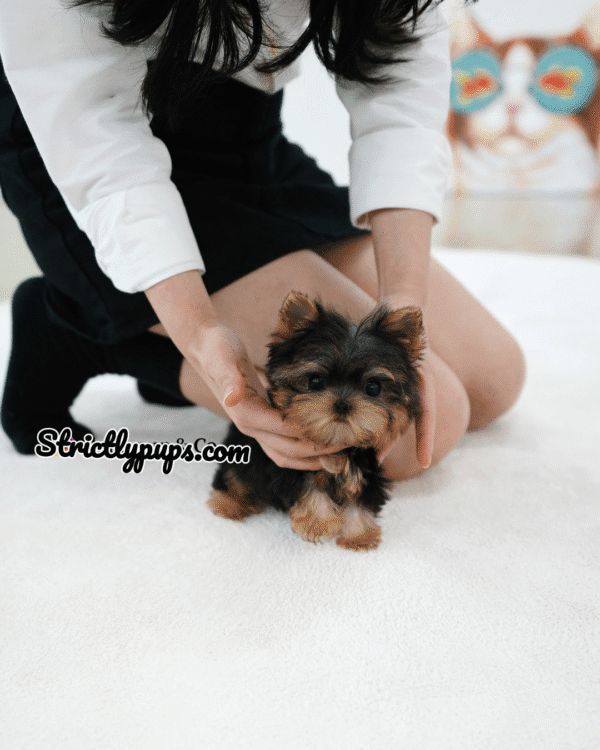 Teacup Poodle teacup-poodle
