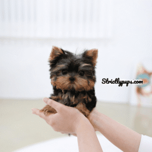 Bebe [Teacup YORKIE]