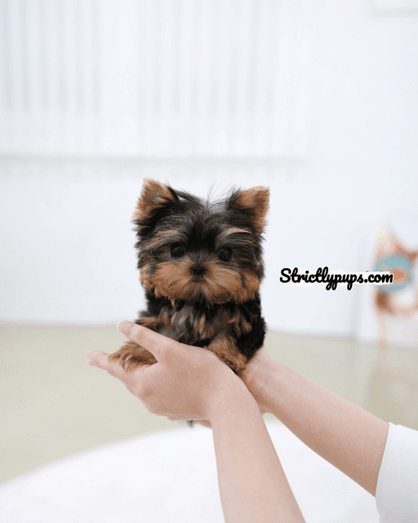 Teacup Poodle teacup-poodle